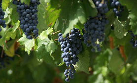 Parras de la Fuente Feria de la Uva y el Vino